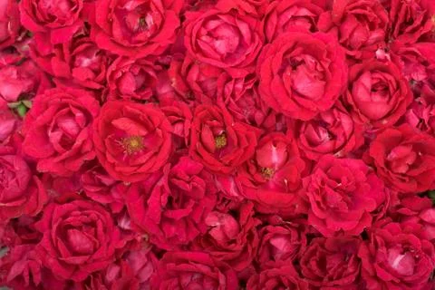 Red roses Stock Photos