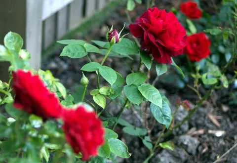 Red roses Stock Photos