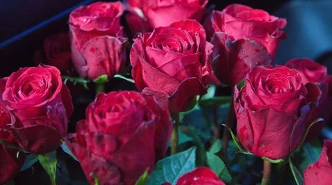 Red roses Stock Photos