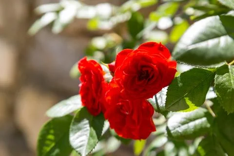 Red roses Stock Photos