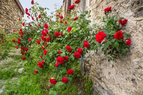 Red roses Stock Photos