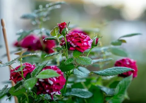 Red Roses Foto stock