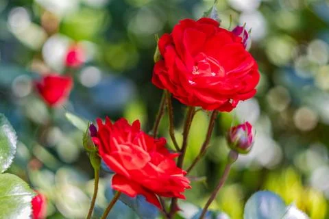 Red roses Stock Photos