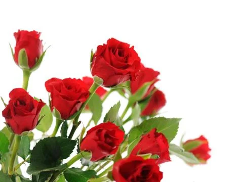 Red roses Stock Photos