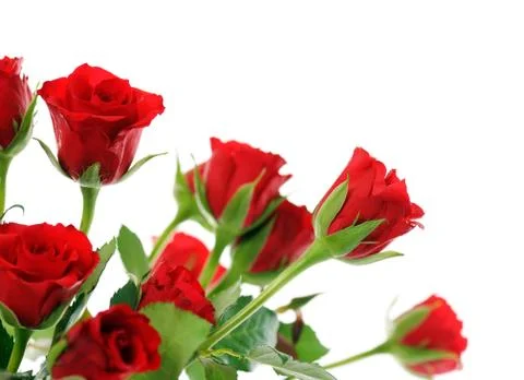 Red roses Stock Photos