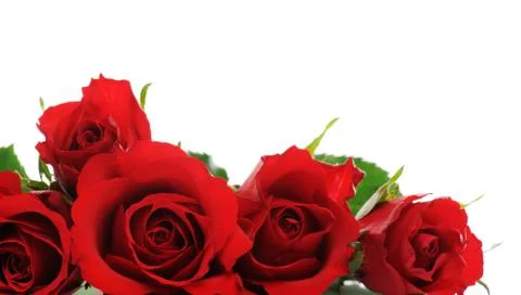 Red roses Stock Photos