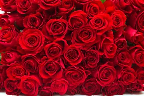 Red roses Stock Photos