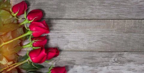 Red roses Stock Photos