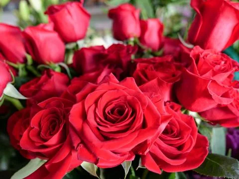 Red Roses Stock Photos