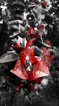 The red roses Stockfoto's