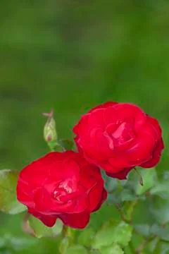 Red roses. Stock Photos