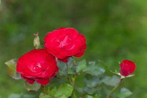 Red roses. Stock Photos