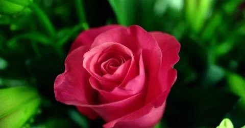 Red roses Stock Photos