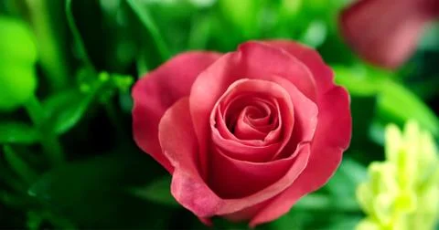 Red roses Stock Photos