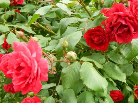 Red roses Stock Photos
