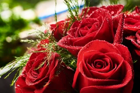 Red roses 写真素材