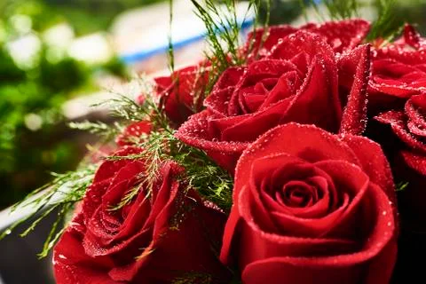 Red roses Foto stock