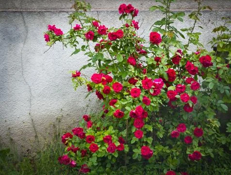 Red roses Stock Photos