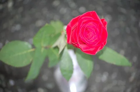 Red roses Foto stock