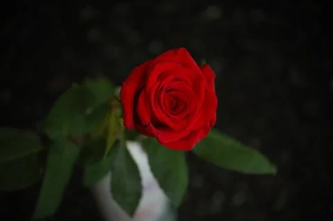 Red roses Stock Photos