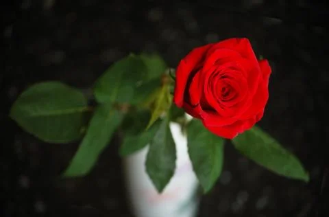 Red roses Stock Photos