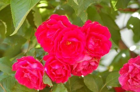 Red roses Stock Photos