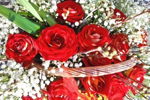 Red roses Stock Photos