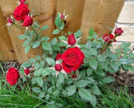 Red roses Stock Photos