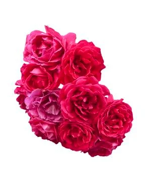 Red Roses Stock Photos
