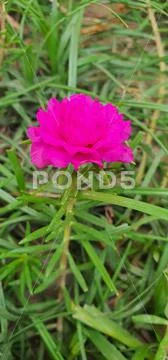 Red Roses Stock Photos