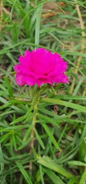 Red Roses Stock Photos