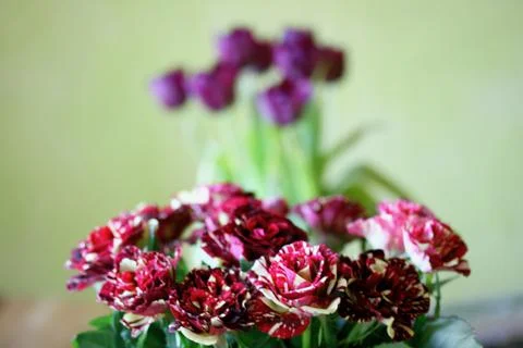 Red Roses Stock Photos