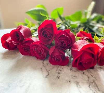 Red roses Stock Photos