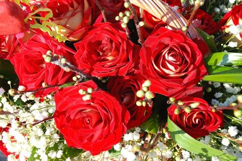 Red roses Stock Photos