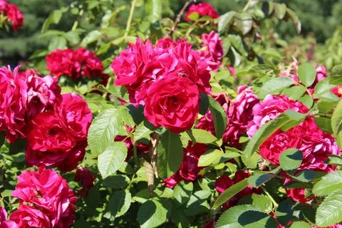 Red roses Stock Photos
