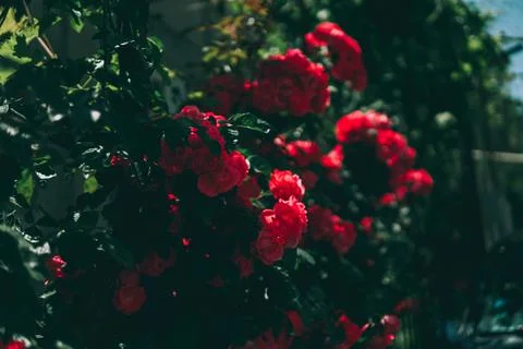 Red roses Stock Photos