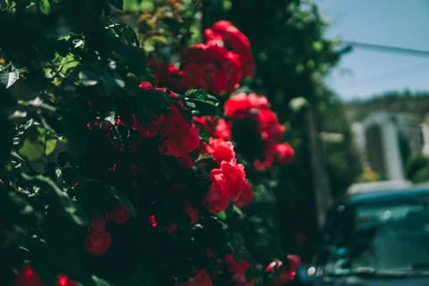 Red roses Stock Photos