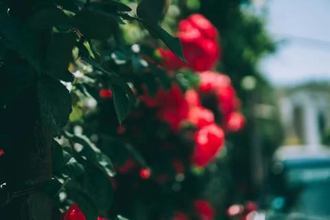 Red roses Stock Photos