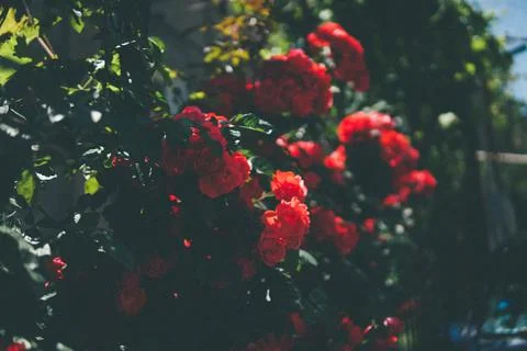 Red roses Stock Photos
