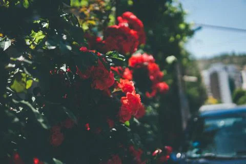 Red roses Stock Photos