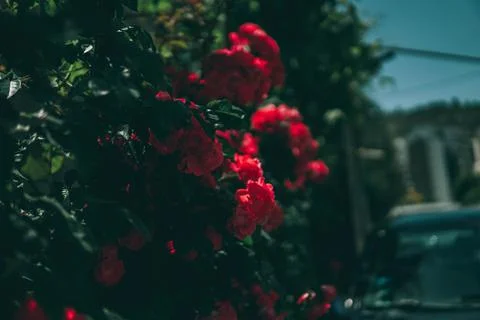 Red roses Stock Photos