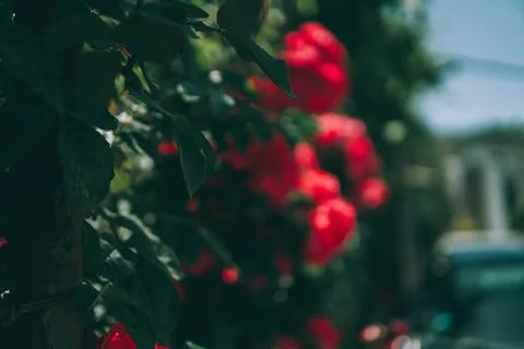 Red roses Stock Photos