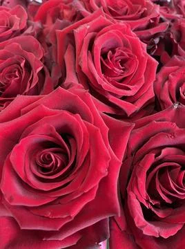 Red roses Foto stock