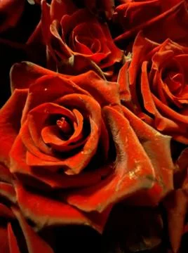 Red roses Foto stock