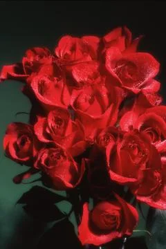 Red Roses Foto stock