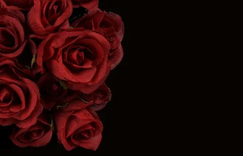 Red roses Stock Photos