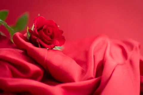 Red roses Stock Photos
