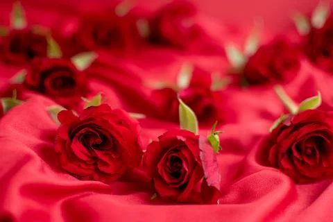 Red roses Stock Photos