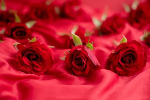 Red roses Stock Photos