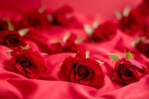 Red roses Stock Photos